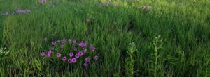 Field with wild flowers
